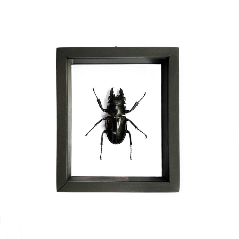 Scarabée  Odontolabis Siva encadrement double verres