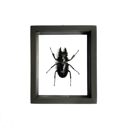 Scarabée  Odontolabis Siva encadrement double verres
