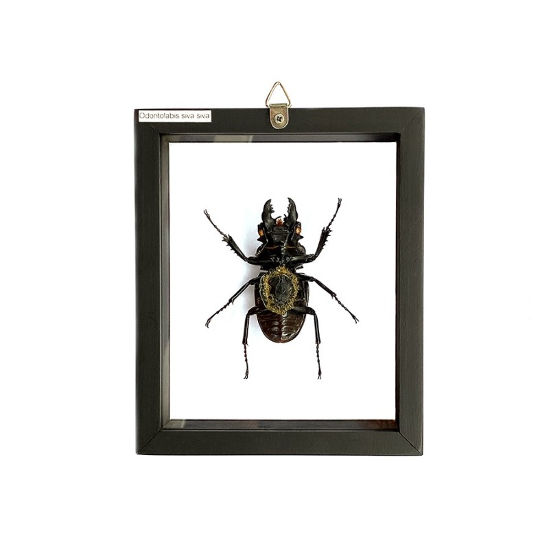Scarabée  Odontolabis Siva encadrement double verres