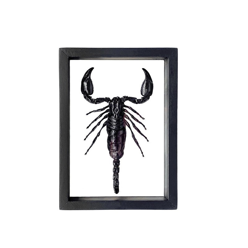 Scorpion Heterometrus so. encadrement double verres