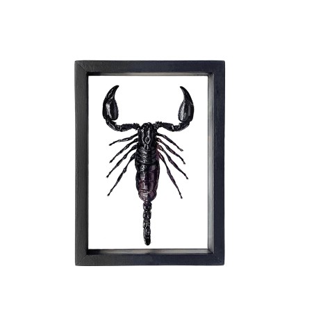Scorpion Heterometrus so. encadrement double verres