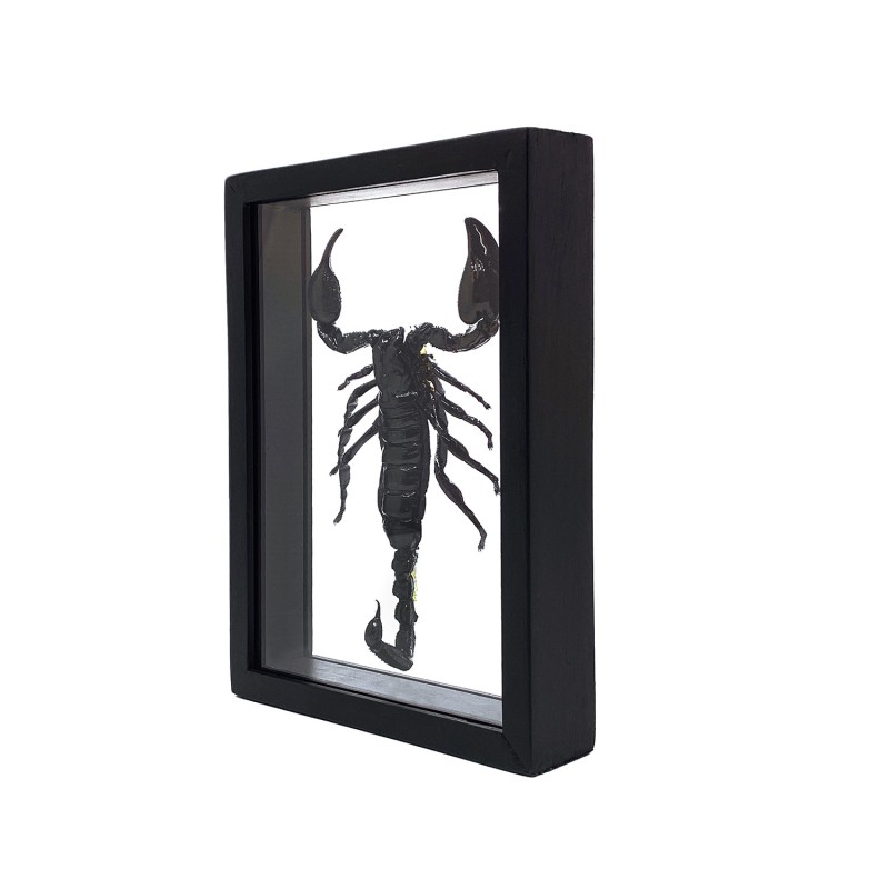 Scorpion Heterometrus so. encadrement double verres