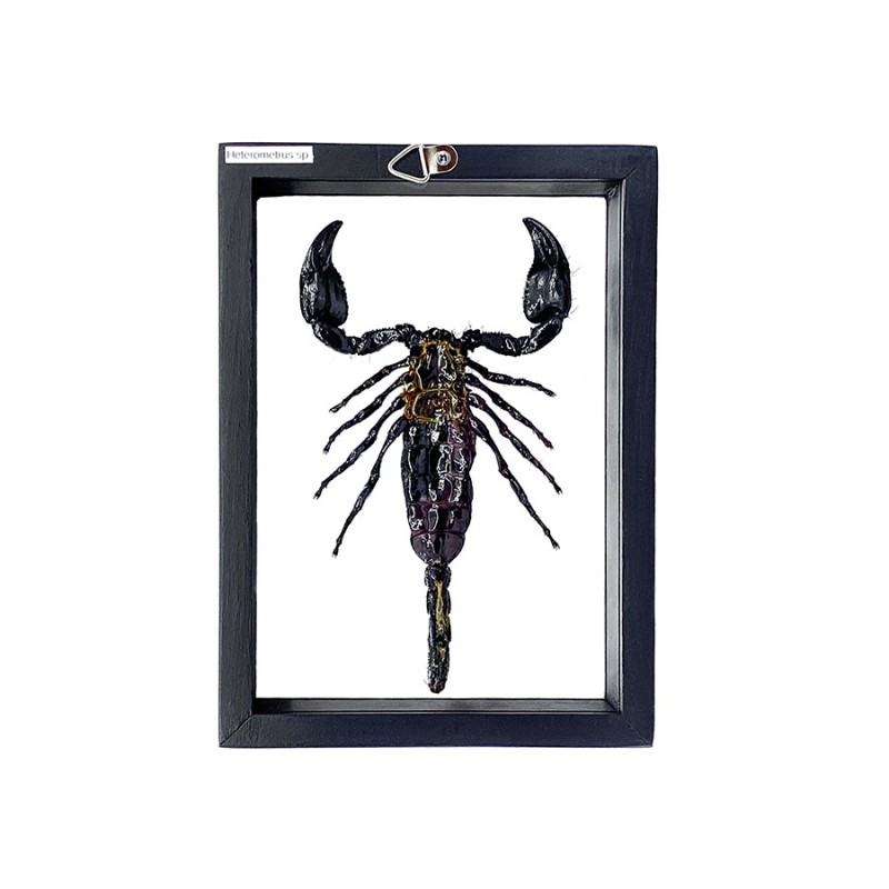 Scorpion Heterometrus so. encadrement double verres