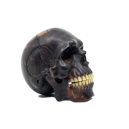 Crâne en bois dur, dents en os, mâchoire articulée