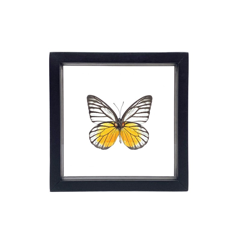 Papillon Red Spot Sawtooth encadrement double verres