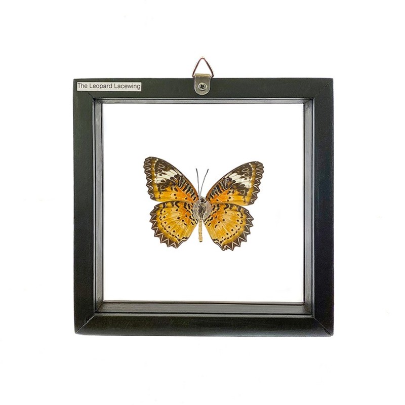 Papillon The Leopard Lacewing encadrement double verres