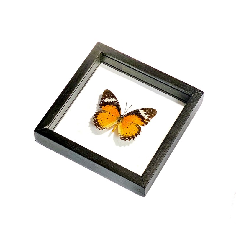 Papillon The Leopard Lacewing encadrement double verres