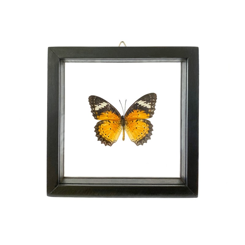 Papillon The Leopard Lacewing encadrement double verres