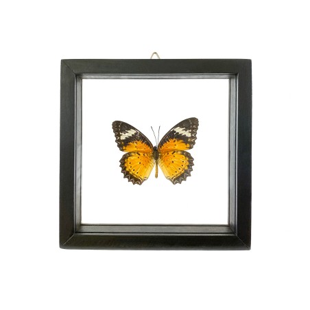 Papillon The Leopard Lacewing encadrement double verres