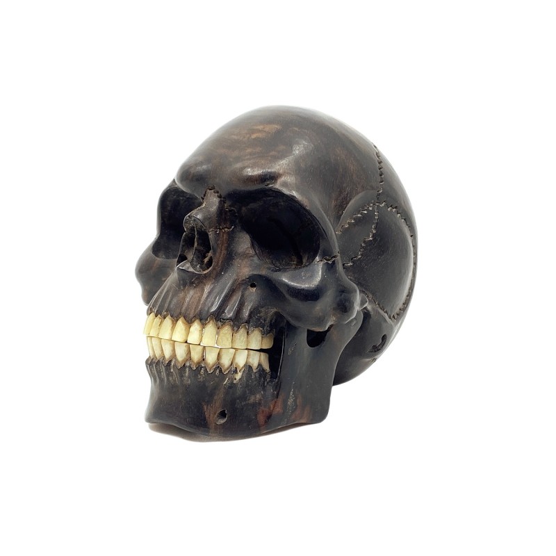 Crâne en bois dur, dents en os, mâchoire articulée