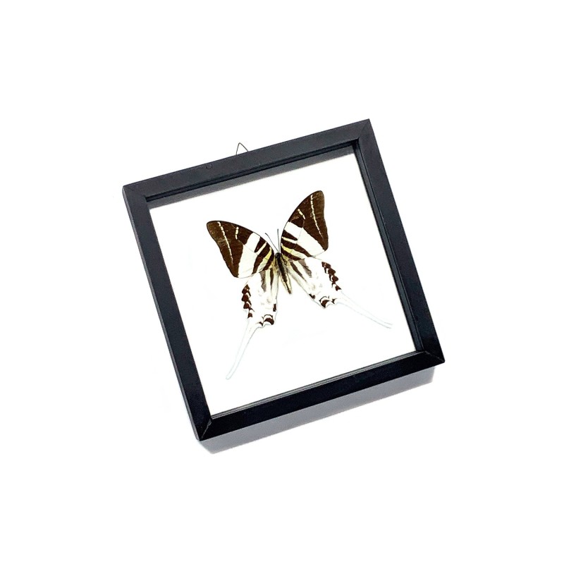 Papillon Graphium Androcles Sabre Géant encadrement double verres