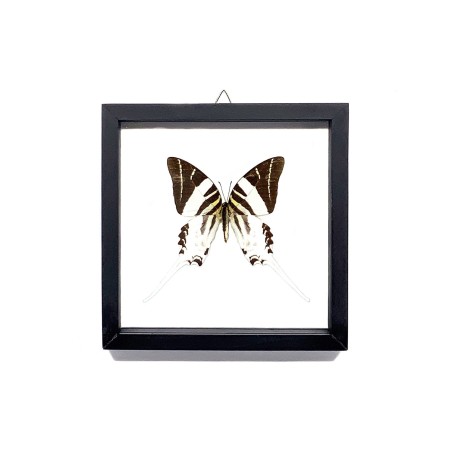 Papillon Graphium Androcles Sabre Géant encadrement double verres