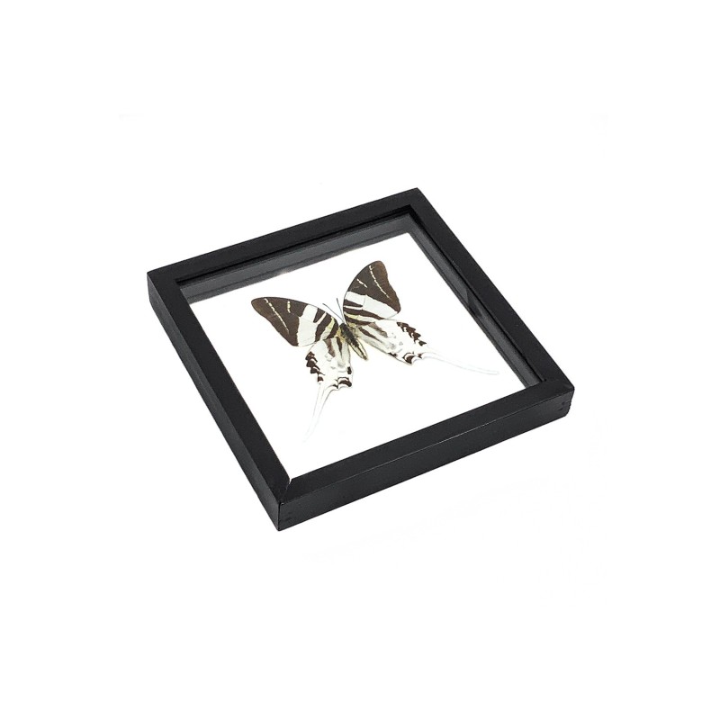 Papillon Graphium Androcles Sabre Géant encadrement double verres