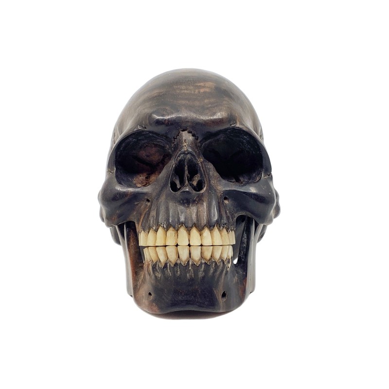 Crâne en bois dur, dents en os, mâchoire articulée