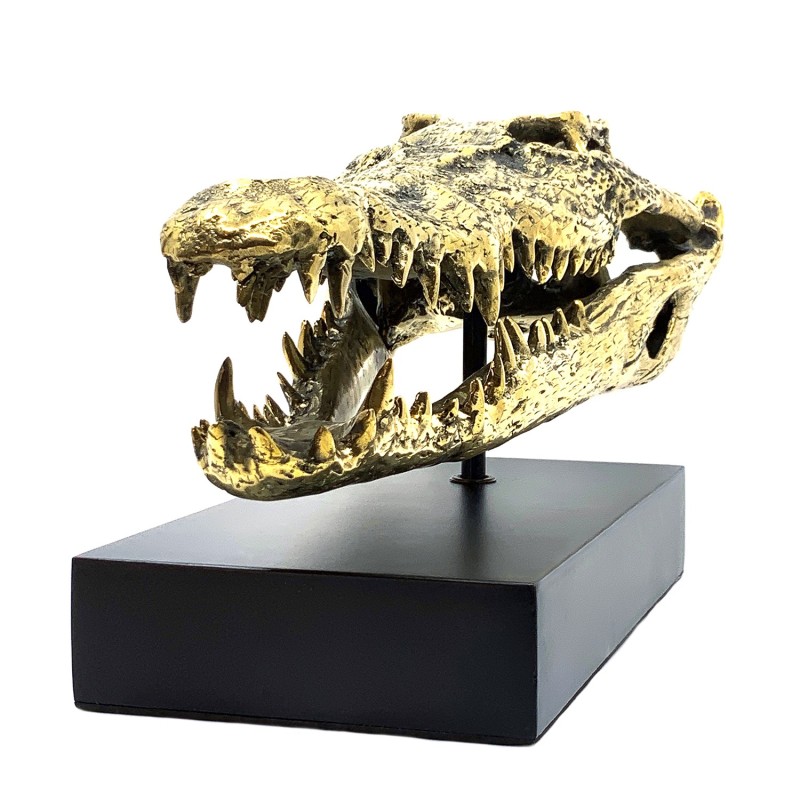 Crâne de crocodile en laiton doré