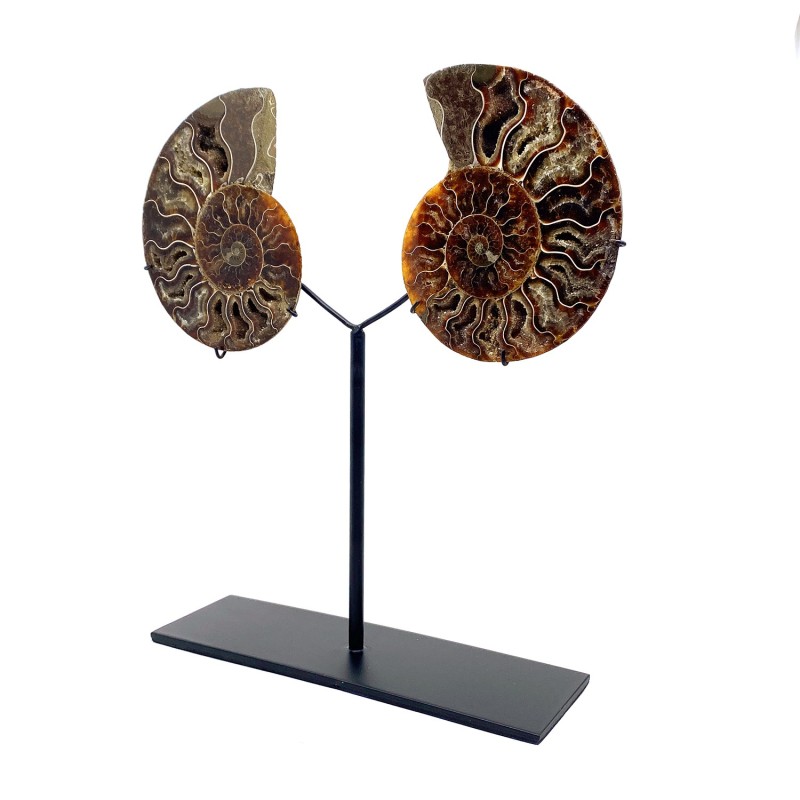 Amonite cristal fossile de Madagascar