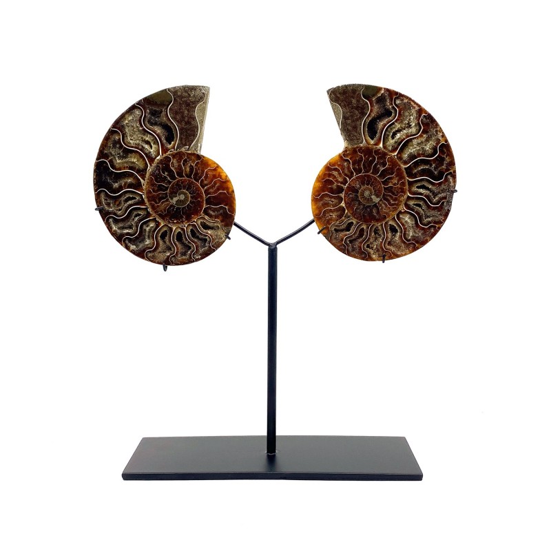 Amonite cristal fossile de Madagascar