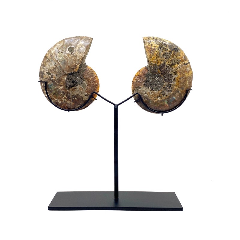 Amonite cristal fossile de Madagascar