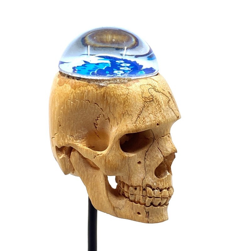 Crâne sculpté en bois tendre et hémimorphose  en verre