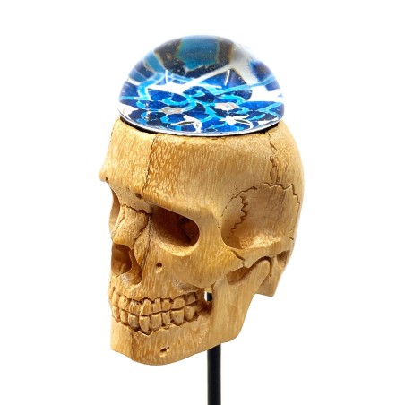 Crâne sculpté en bois tendre et son hémimorphose