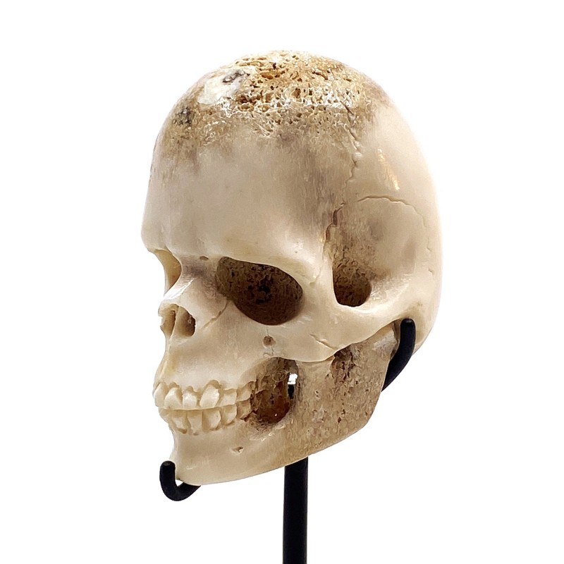 Crâne sculpté corne chevreuil façon Mémento Mori