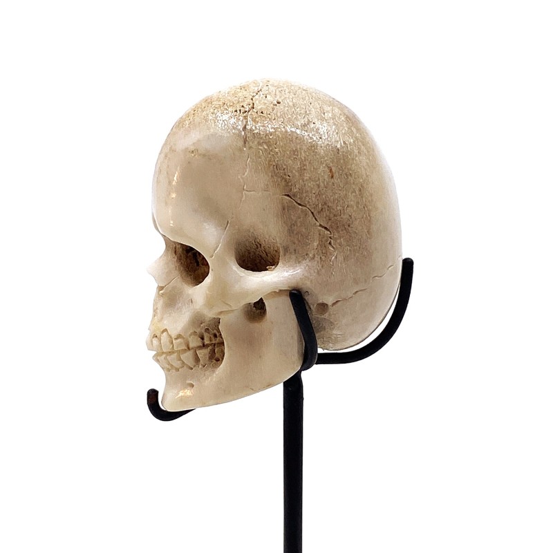 Crâne sculpté corne chevreuil façon Mémento Mori