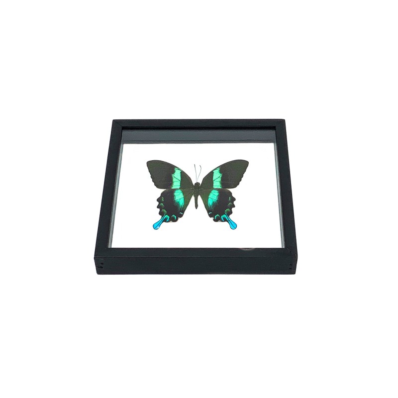 Papillon Blumei Indonésie encadrement double verres