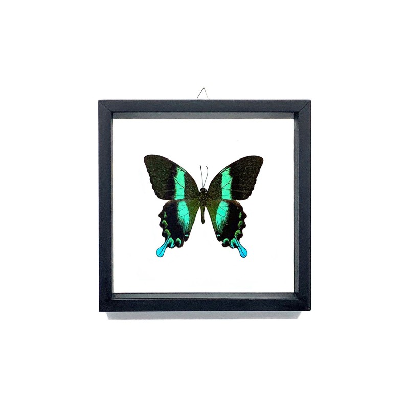 Papillon Blumei Indonésie encadrement double verres