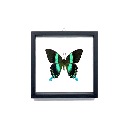 Papillon Blumei Indonésie encadrement double verres
