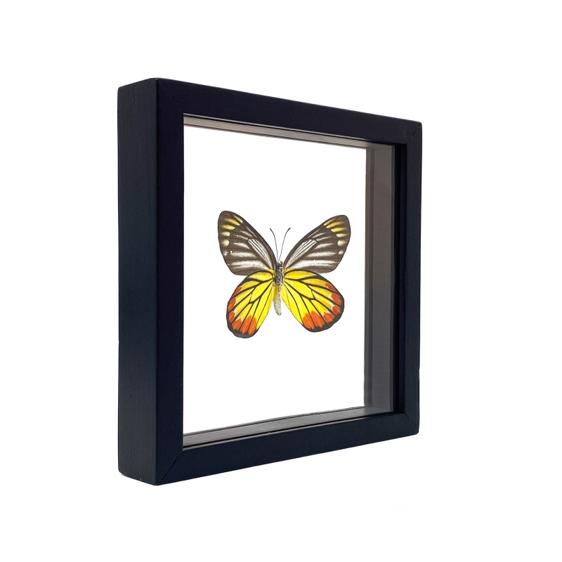 Papillon The Painted Jezebel encadrement double verres