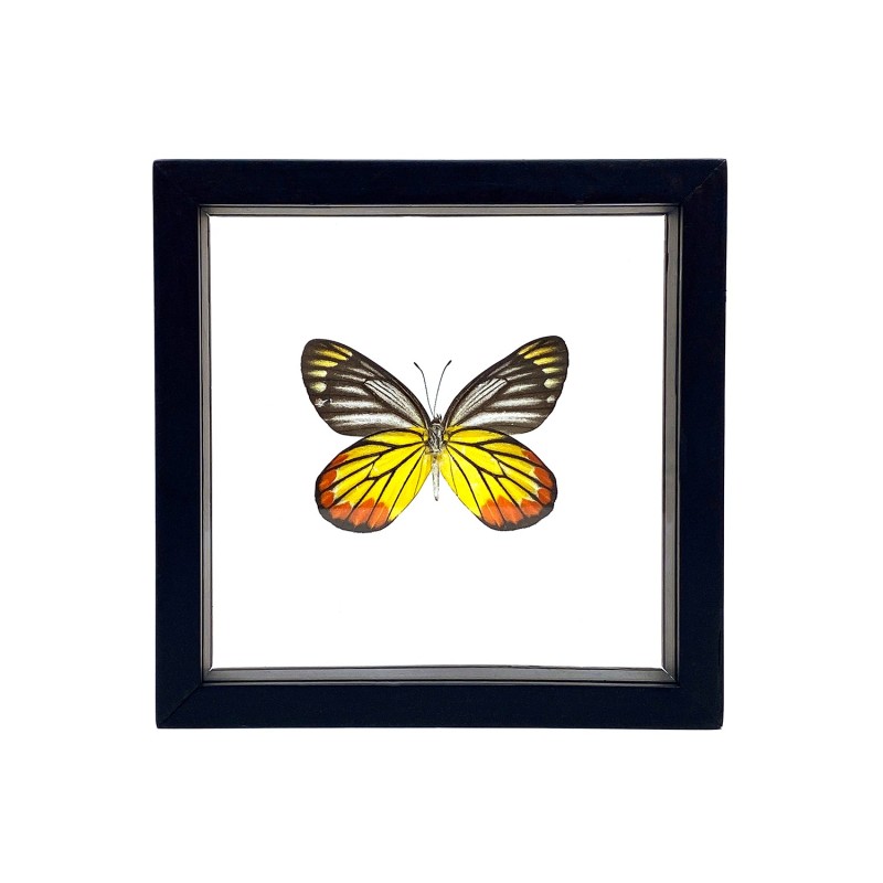 Papillon The Painted Jezebel encadrement double verres