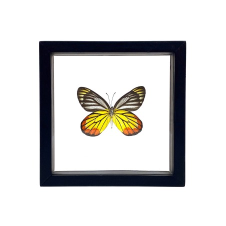 Papillon The Painted Jezebel encadrement double verres