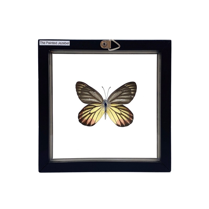 Papillon The Painted Jezebel encadrement double verres