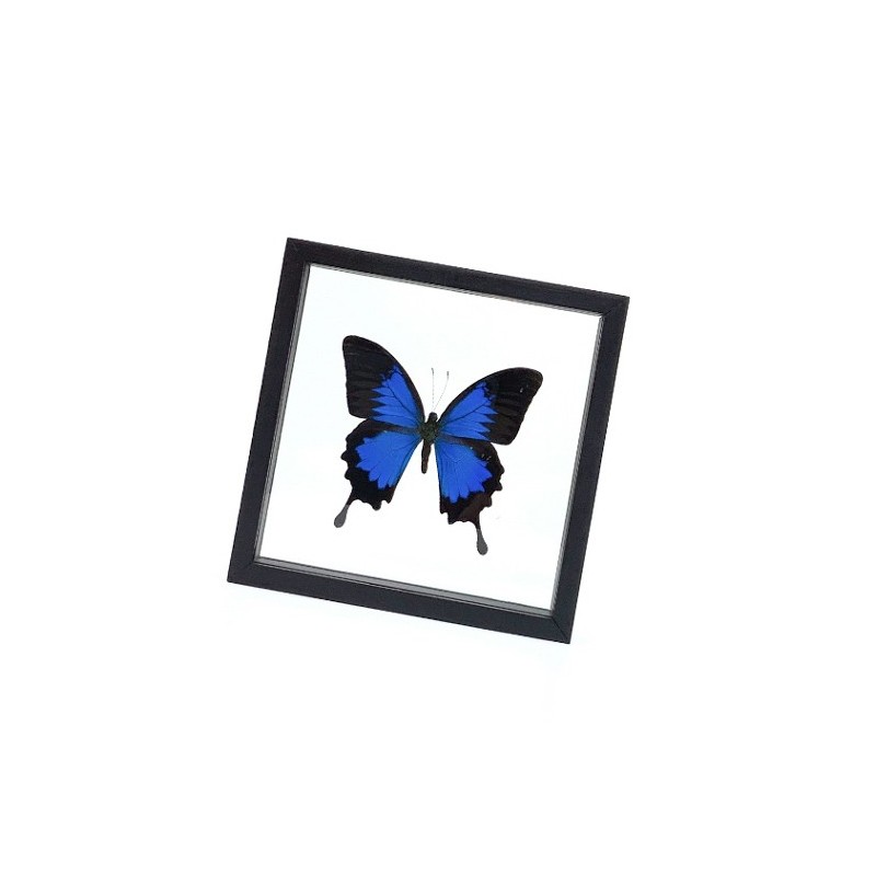 Papillon Papilio Ulysses encadrement double verres