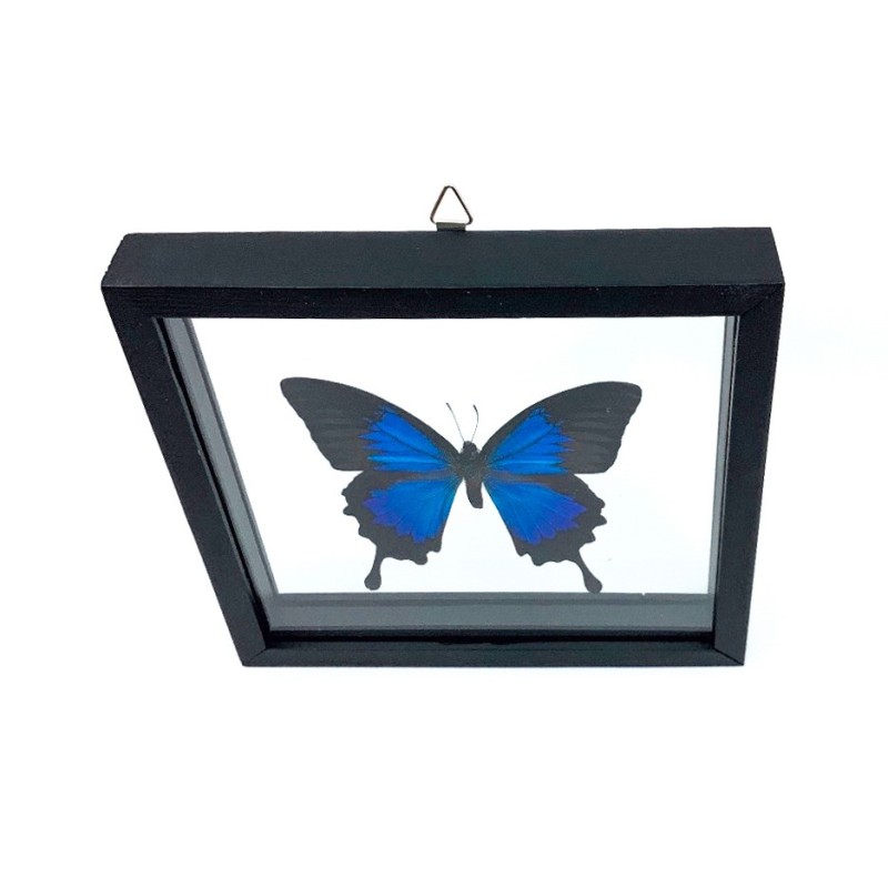 Papillon Papilio Ulysses encadrement double verres