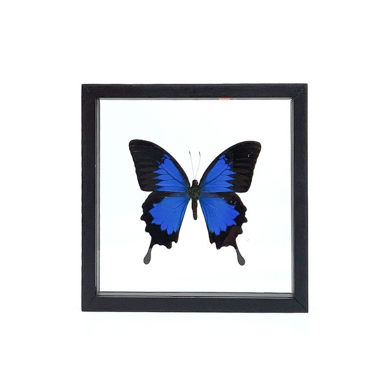 Papillon Papilio Ulysses encadrement double verres