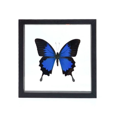 Papillon Papilio Ulysses encadrement double verres