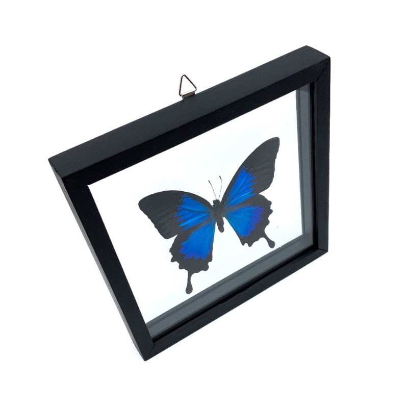 Papillon Papilio Ulysses encadrement double verres