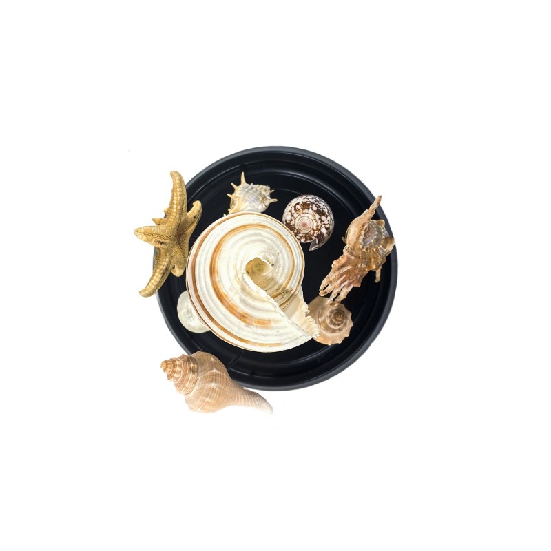 Cloche en verre aux 8 coquillages