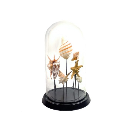 Cloche en verre aux 8 coquillages