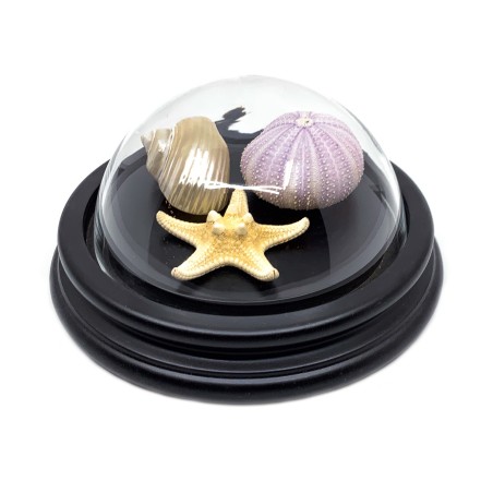 Cloche en verre aux 2 coquillages et oursin