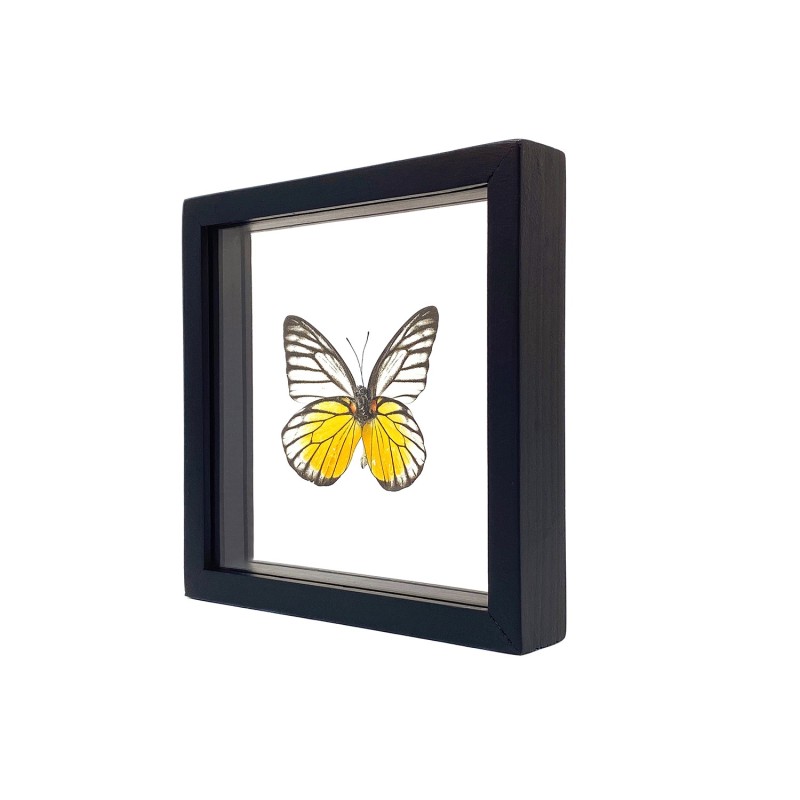 Papillon Red Spot Sawtooth encadrement double verres